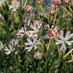 CHUXAY GARDEN Zaluzianskya Flower SeedZaluzianskya Midnight Candy 25 Seeds White.jpg
